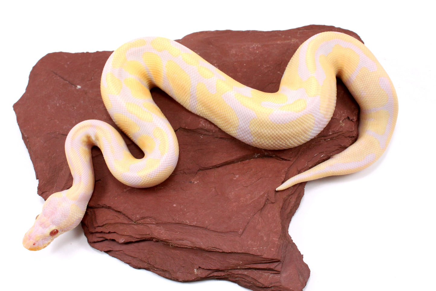 Toffino Ball Python