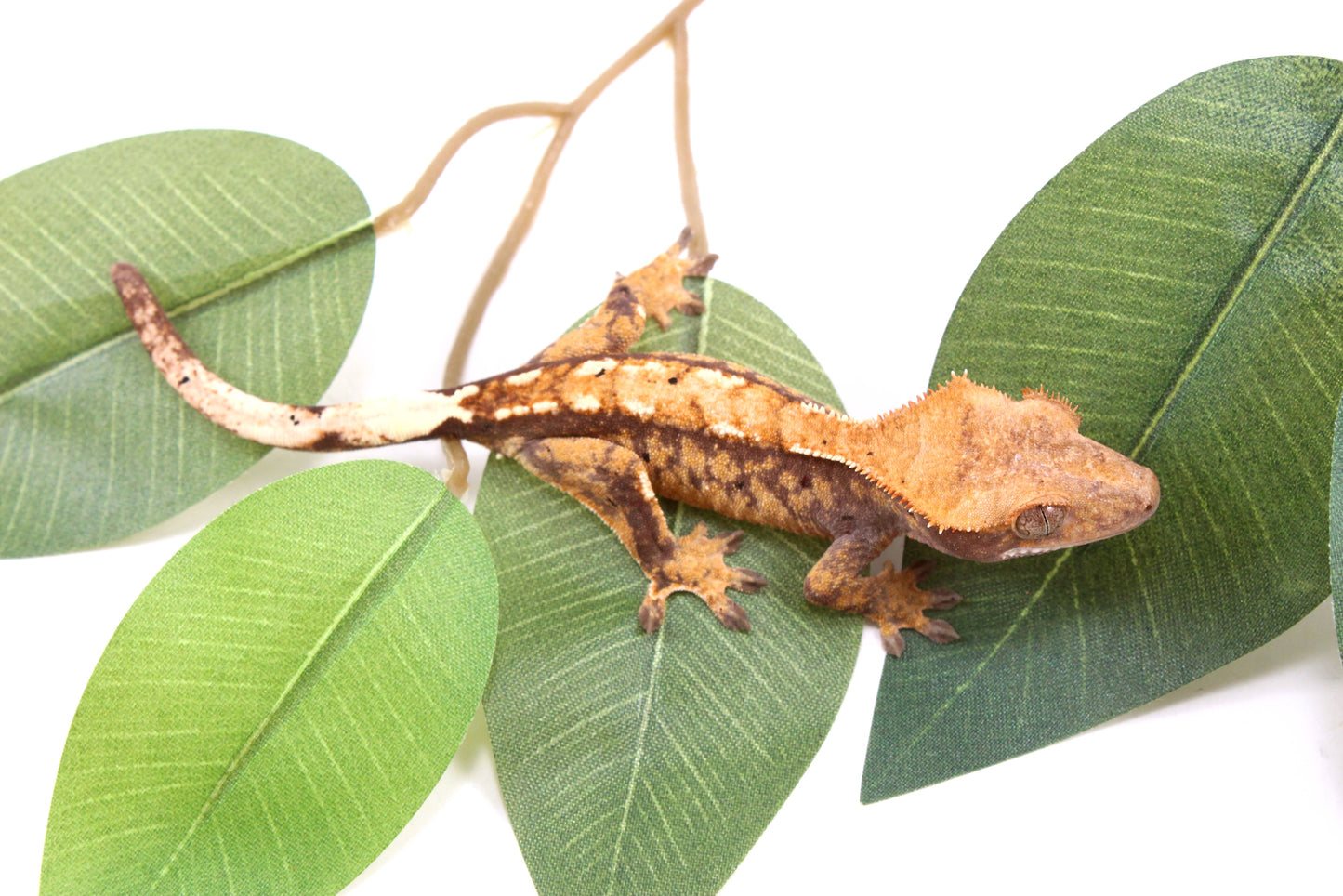 Tricolor Crested Gecko