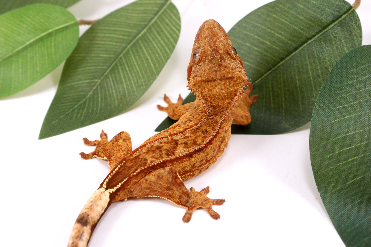 Phantom Yellow Reverse Stripe Crested Gecko
