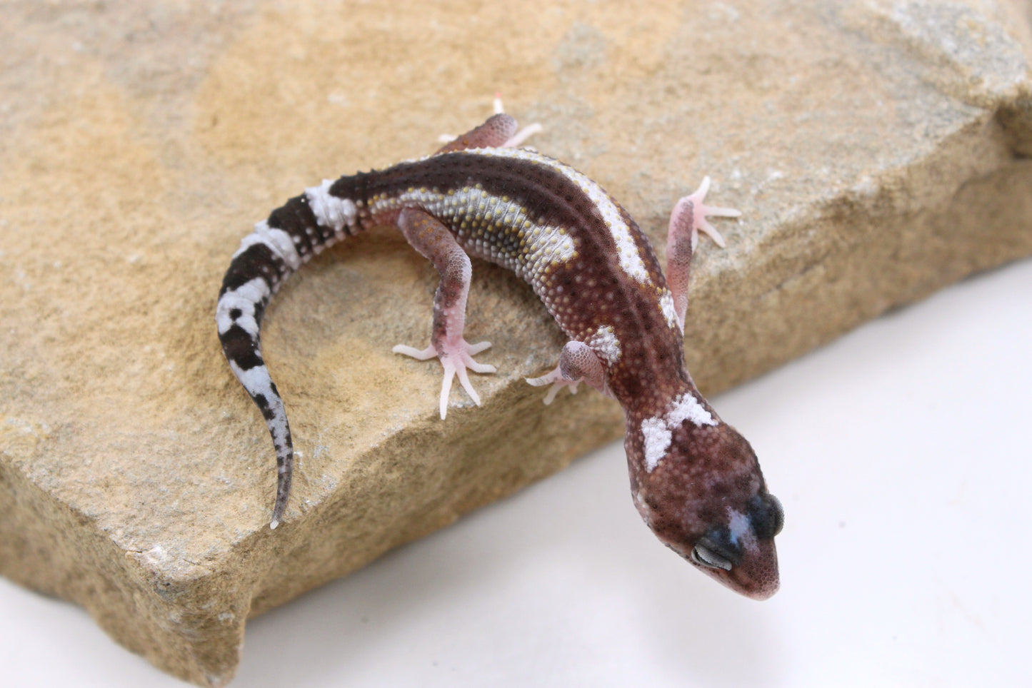 Mack Snow Hyper Axanthic Leopard Gecko