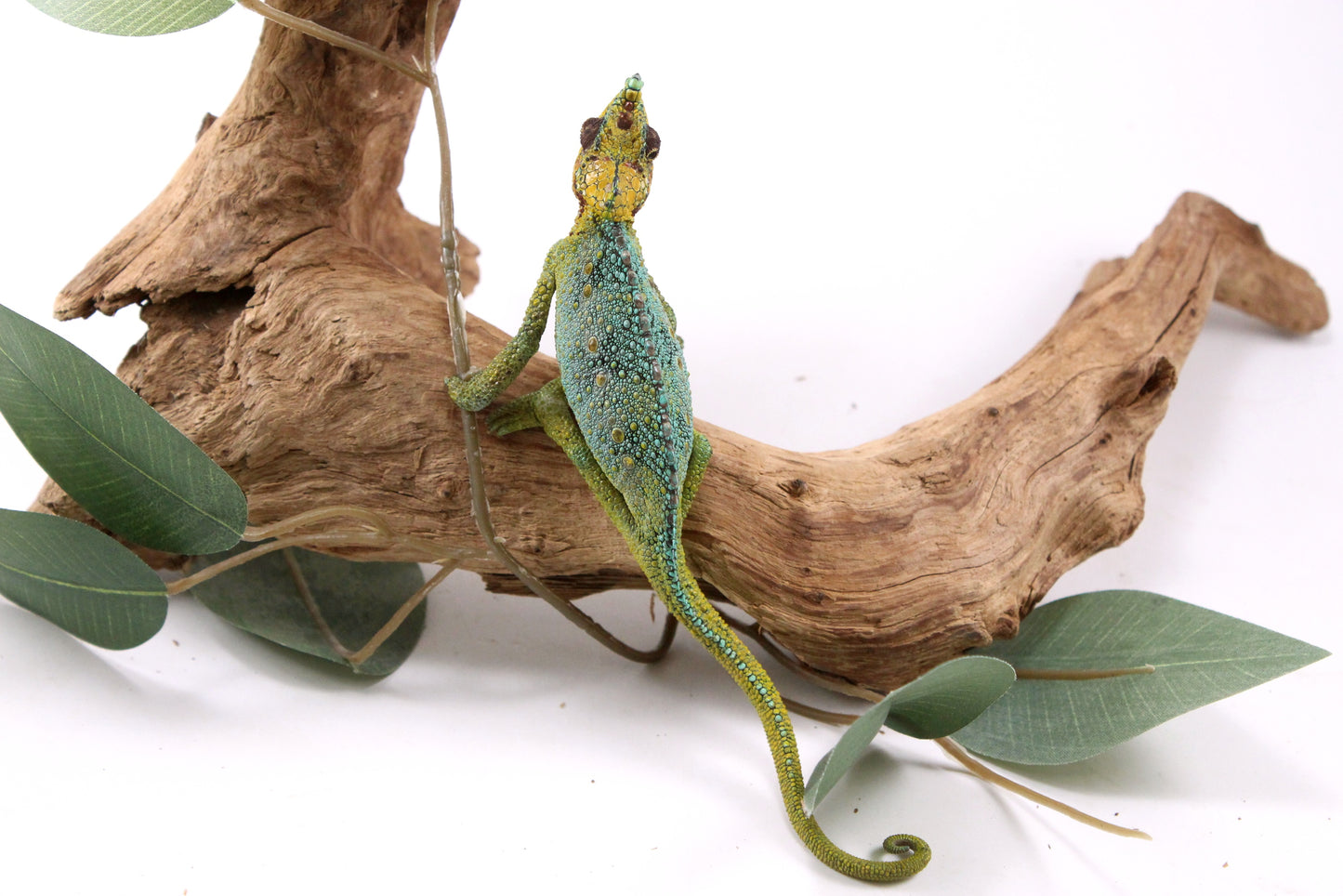 Helmeted Chameleon