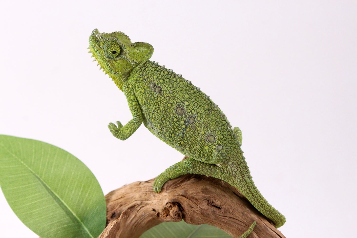 Helmeted Chameleon
