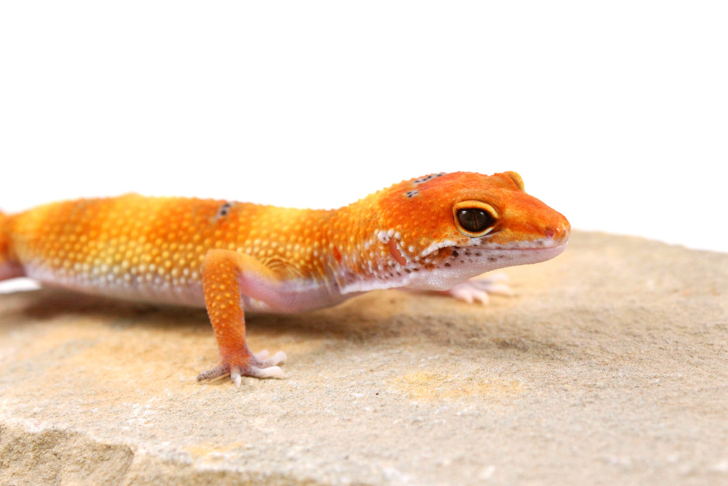 Clown Leopard Gecko