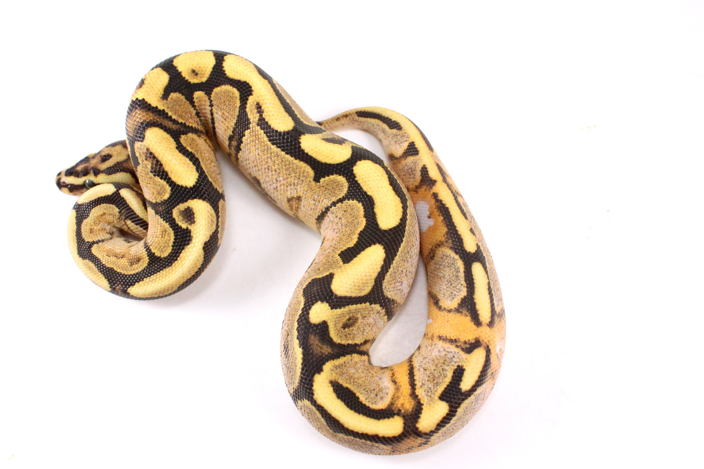 Pastel Enchi Fire Calico Ball Python