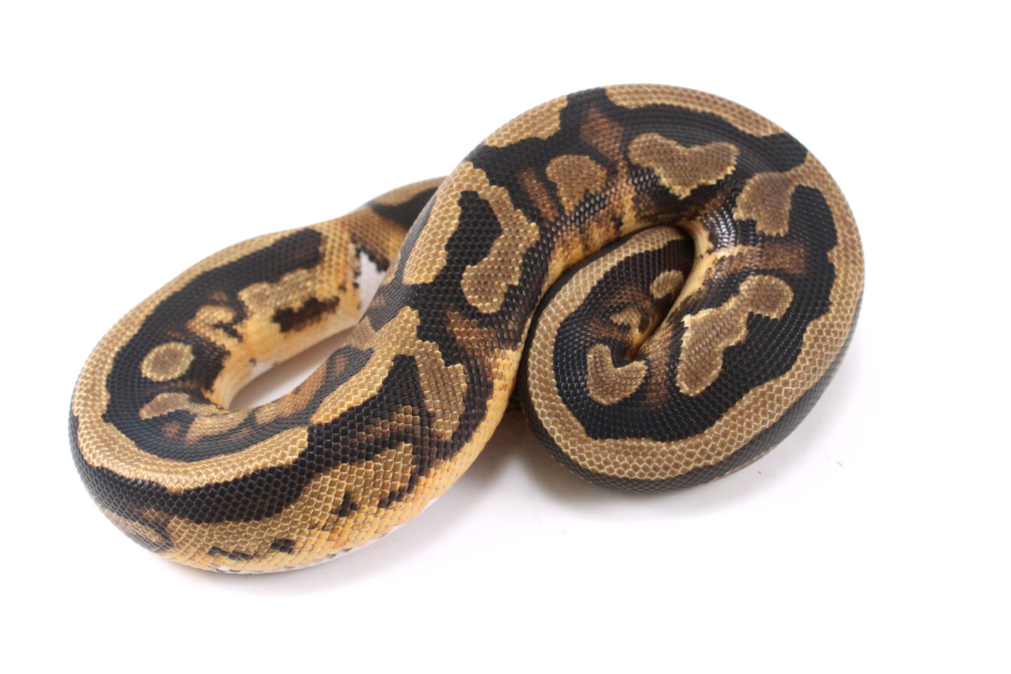 Scrambler Pied Ball Python