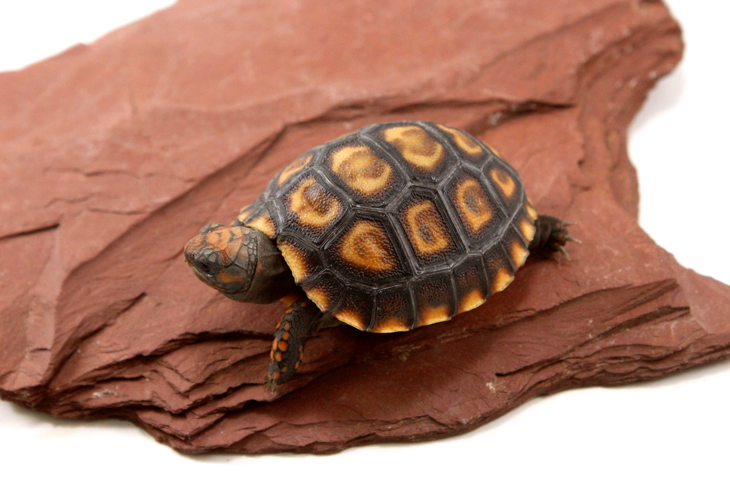 Cherry Head Tortoise