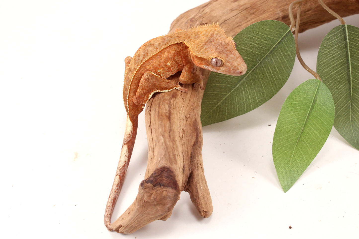 Orange Harlequin Crested Gecko