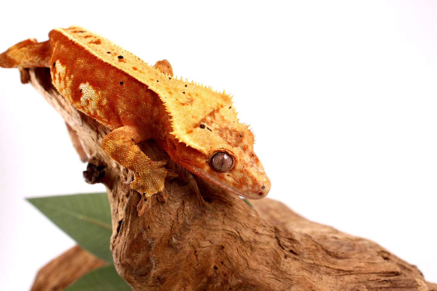 Orange Harlequin Dalmatian Crested Gecko