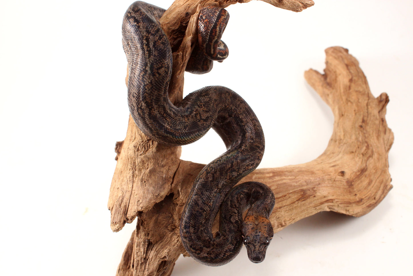 Sonoran Desert Boa
