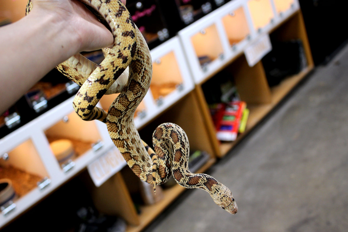 Sonoran Gopher Snake