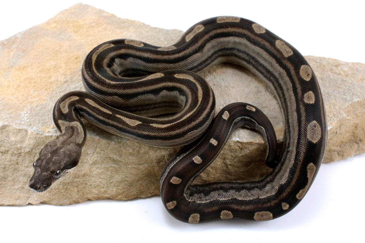 Motley Colombian Boa