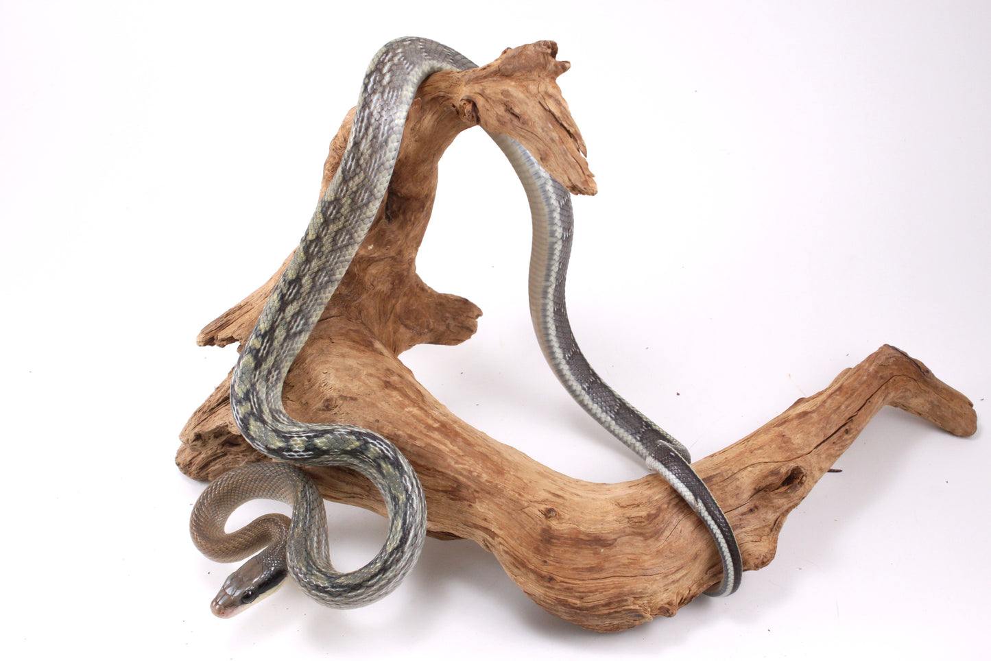 Vietnamese Blue Beauty Rat Snake