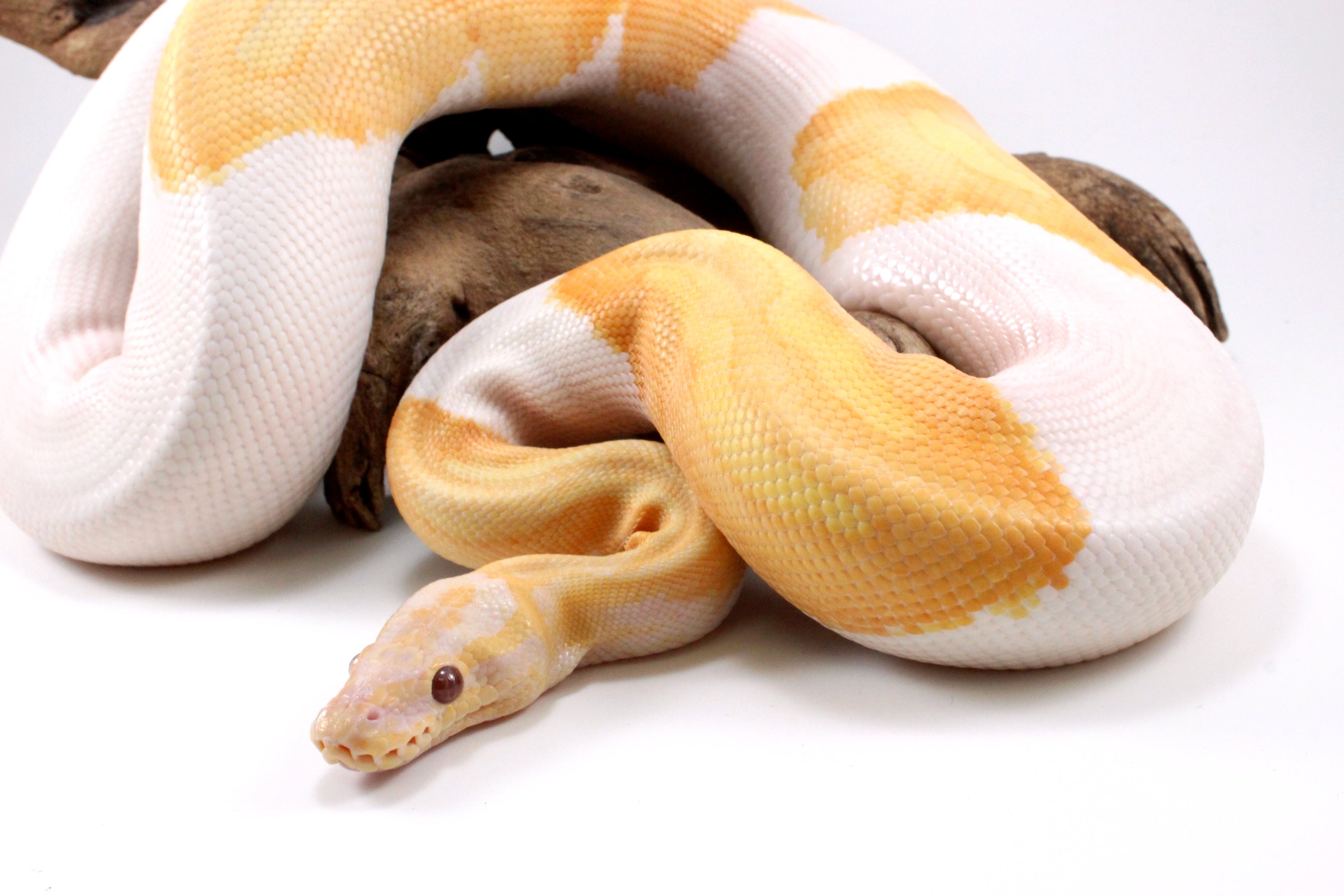 Dreamsicle Ball Python - All Reptiles