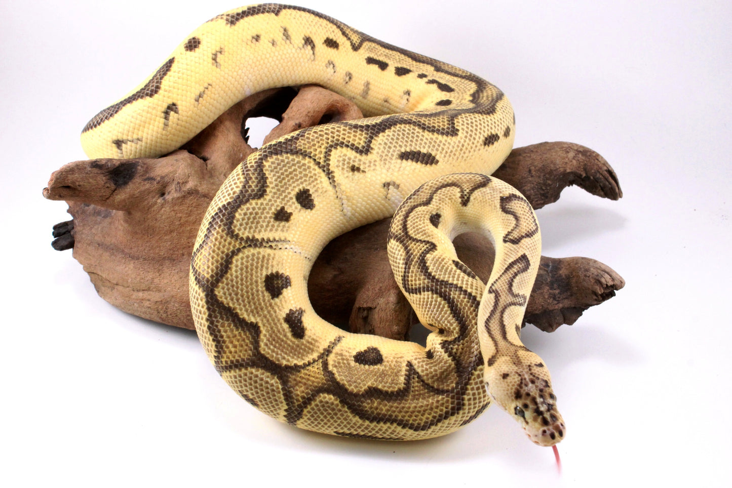 Fire Clown Orange Dream Ball Python