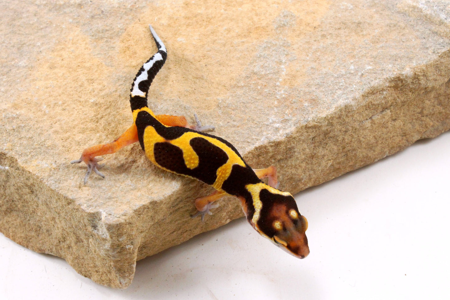 Bold Stripe Jungle Leopard Gecko
