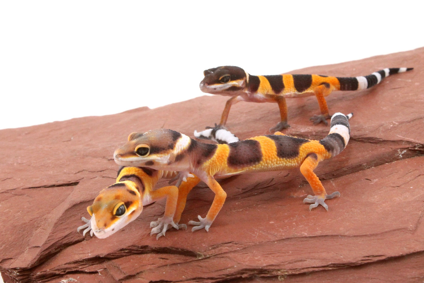 Calico Firefox Leopard Gecko