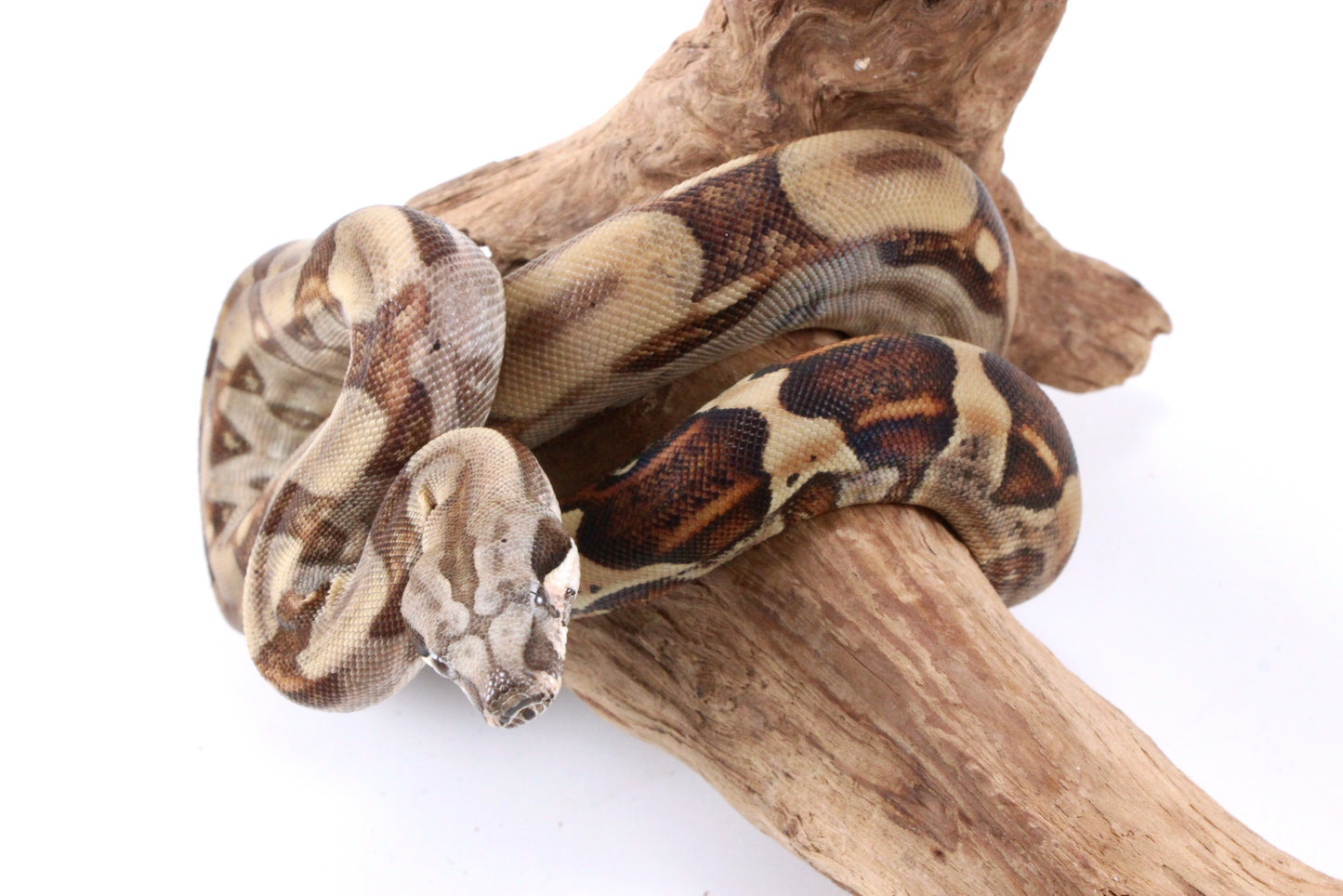 Hypo Colombian Boa