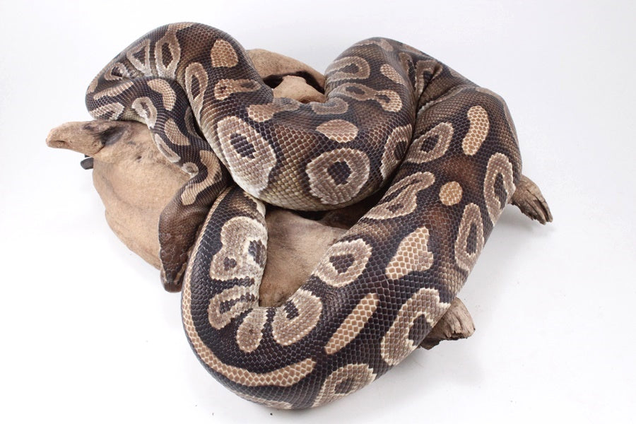Mojave Ball Python