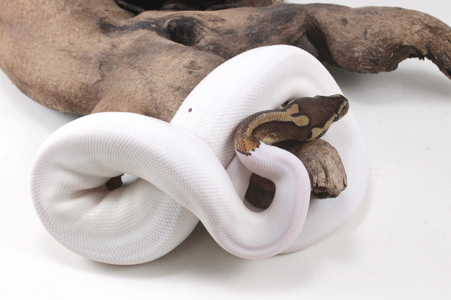 Pastel Chocolate Pied h. OG Ball Python