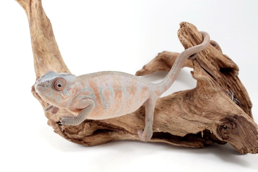 Nosy Be Panther Chameleon