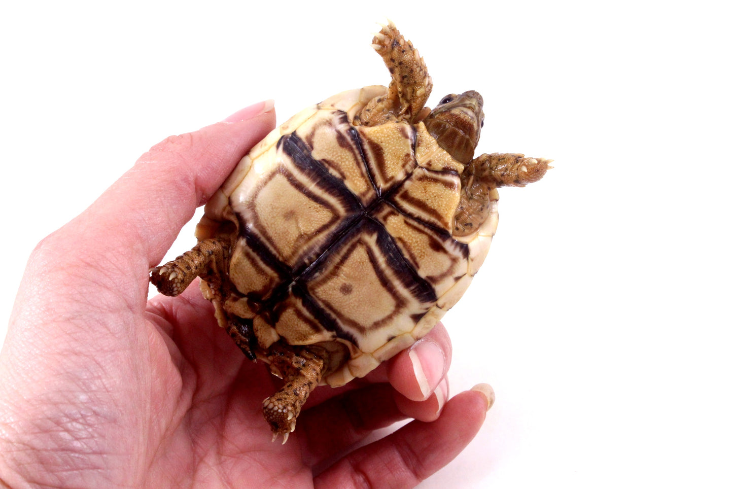Leopard Tortoise
