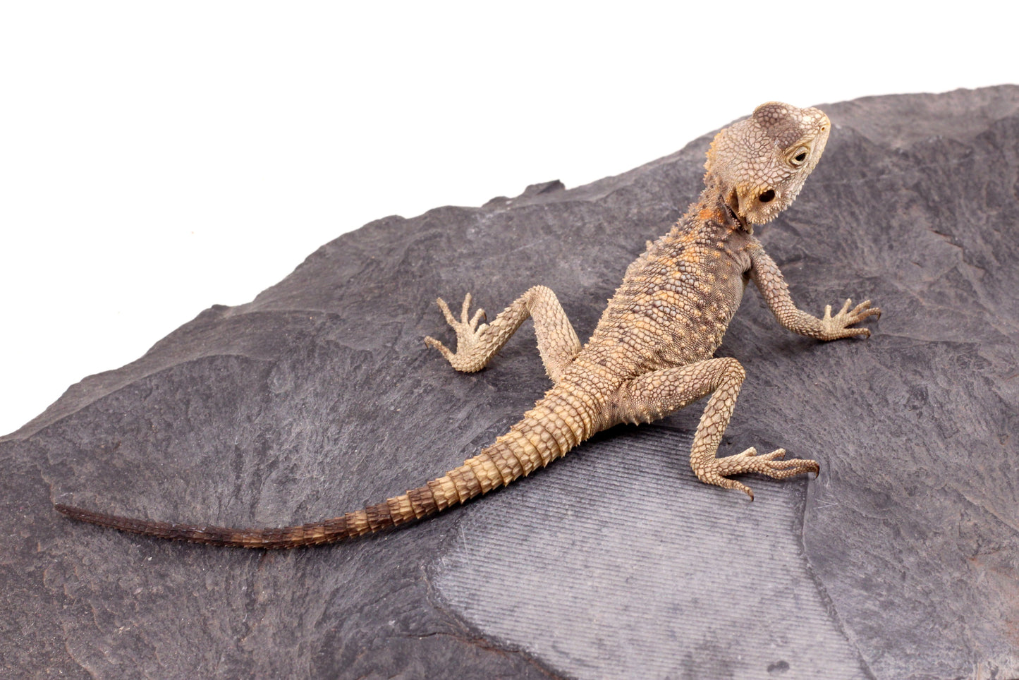 CB Painted Agama