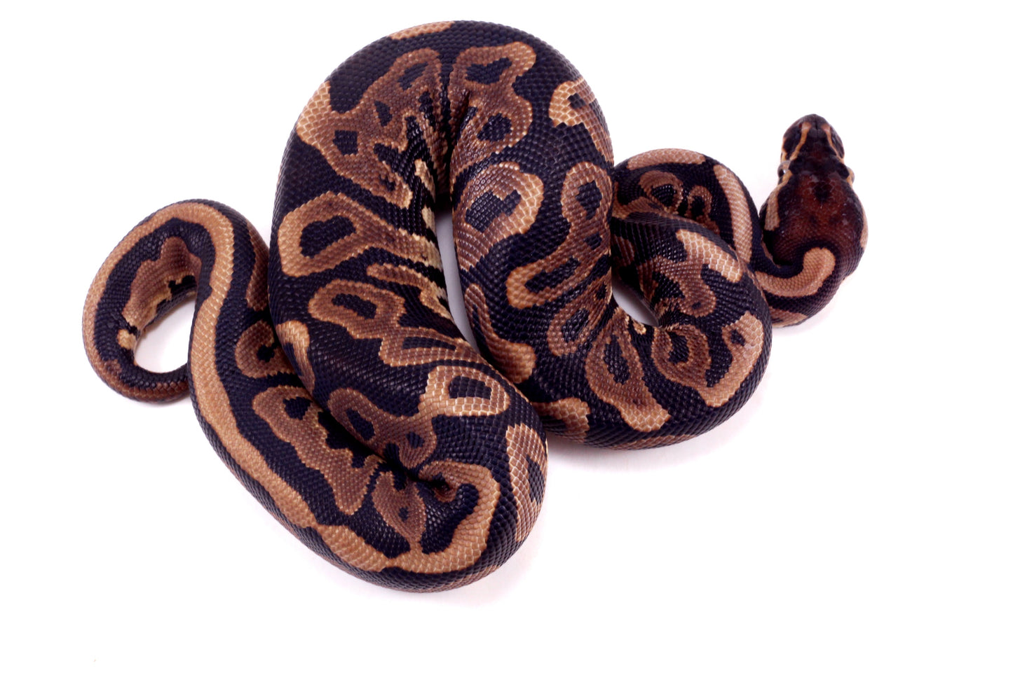 Leopard Yellow Belly Ball Python