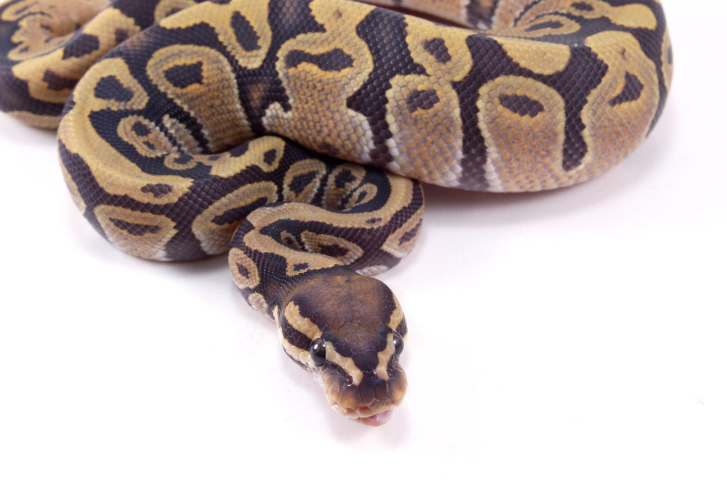 Vanilla Hypo Ball Python
