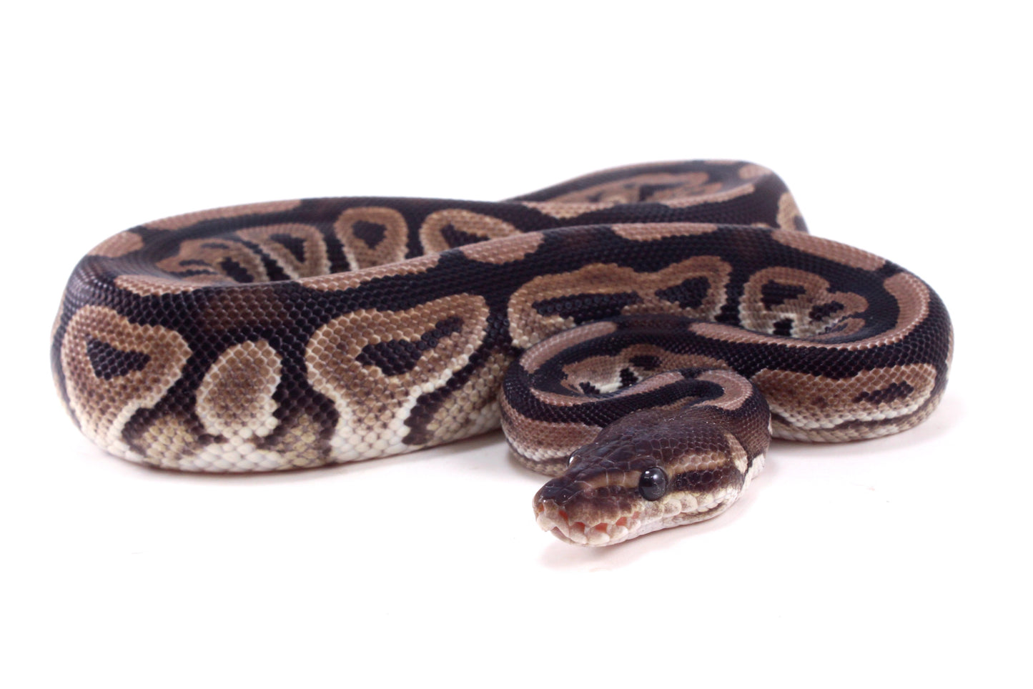 Cinnamon h. Desert Ghost Ball Python
