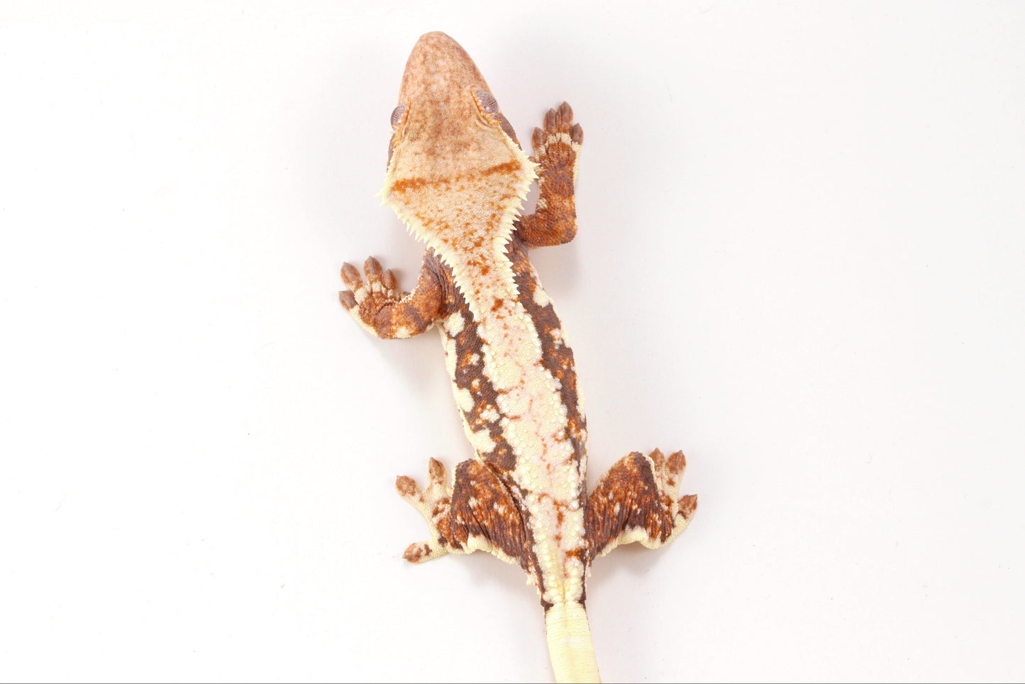 Tri Color Lily White Crested Gecko