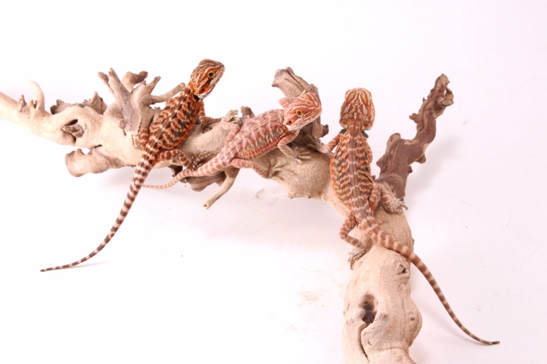 Hypo Red Tiger Leatherback Bearded Dragon
