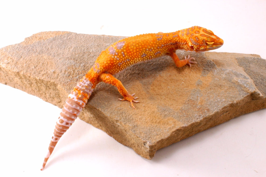 Tremper Sunglow Leopard Gecko