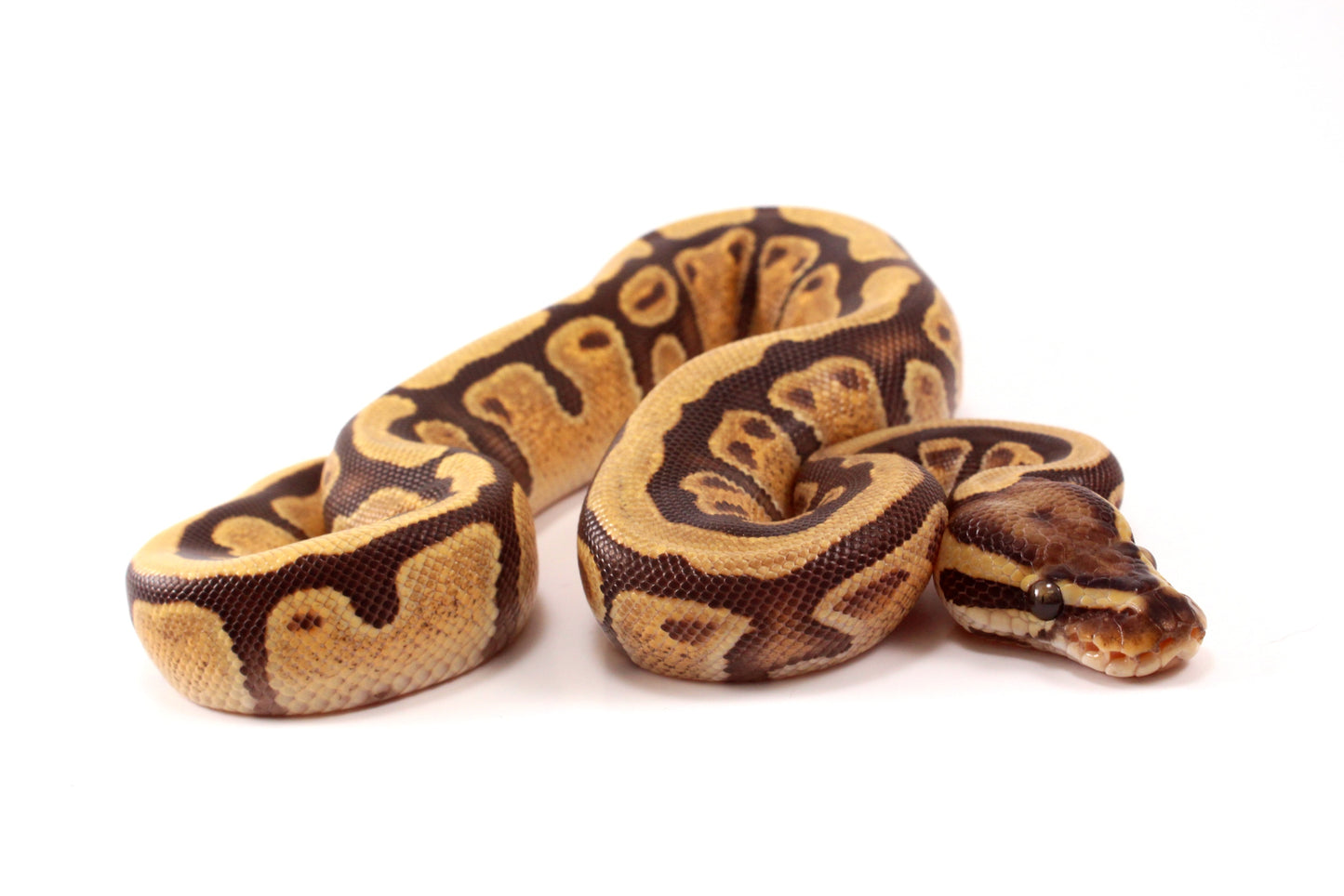 Black Pastel Enchi Vanilla Ball Python