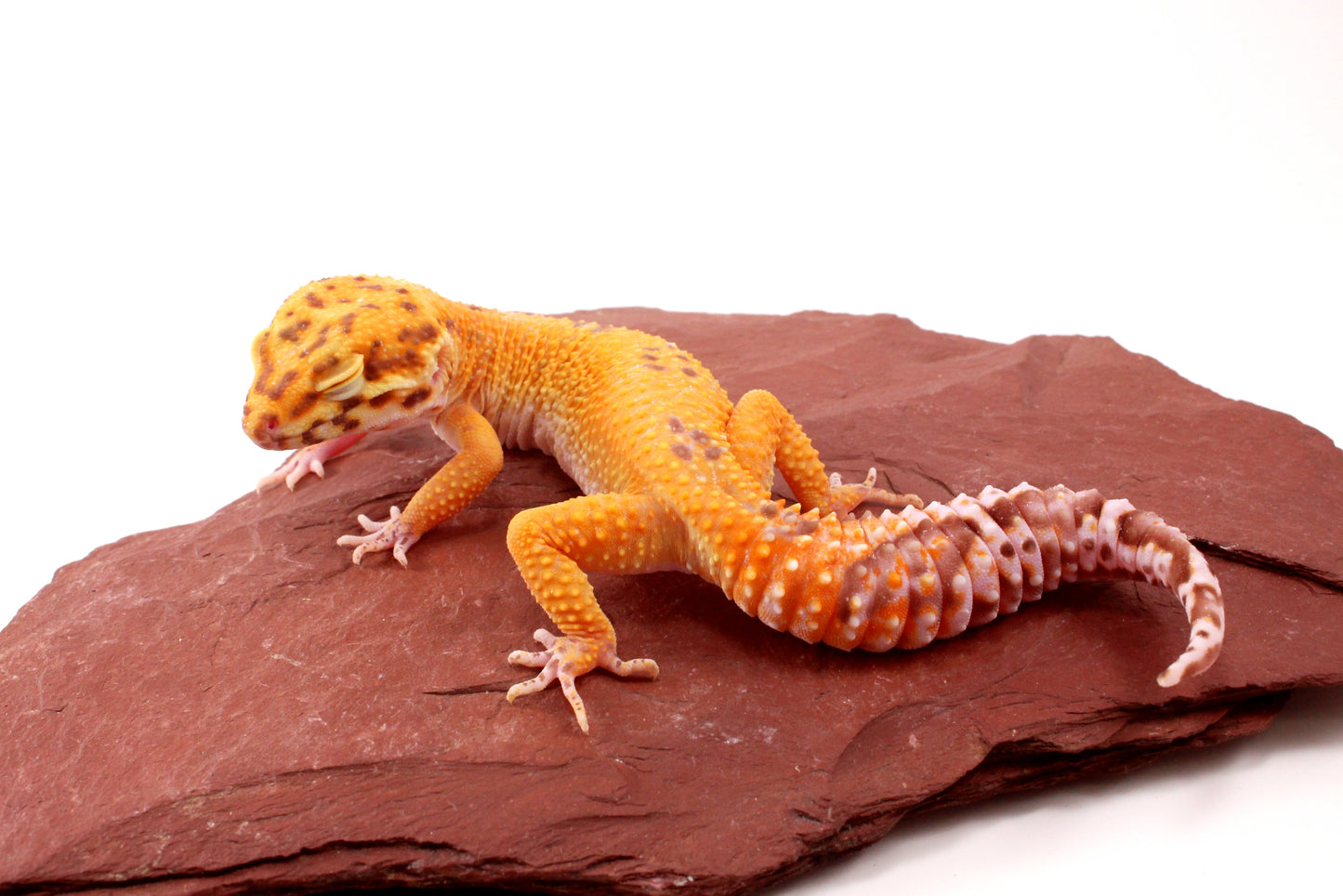 Tremper Sunglow Leopard Gecko