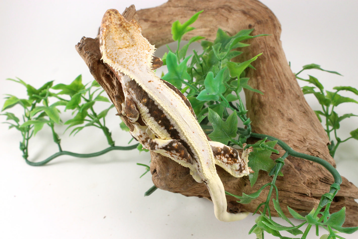 Bold Lily White Crested Gecko