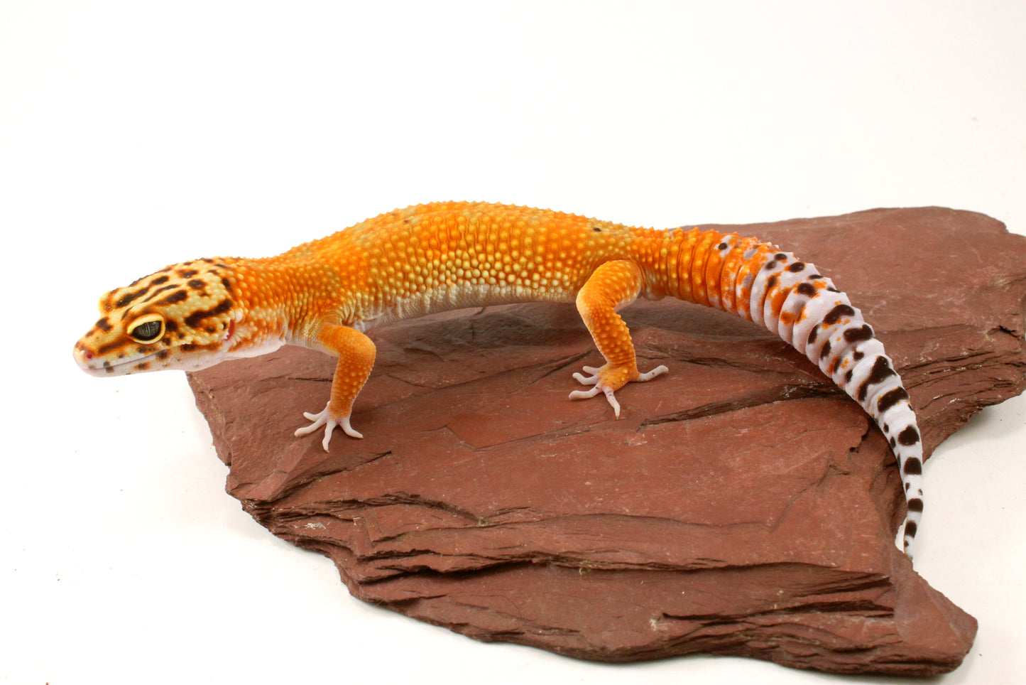Blood Emerine Leopard Gecko