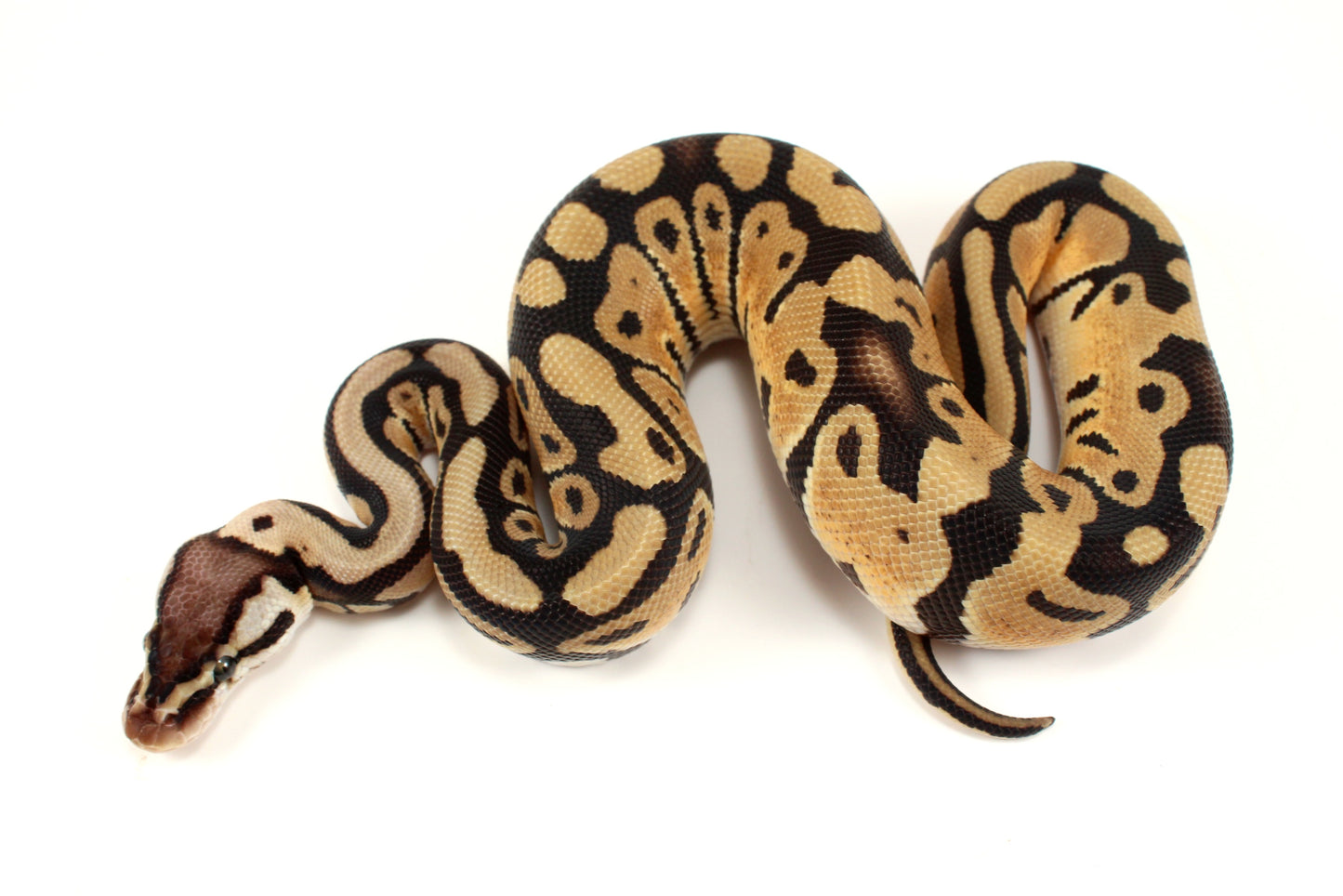 Pastel th DG, Ultramel, Cryptic/Clown Ball Python