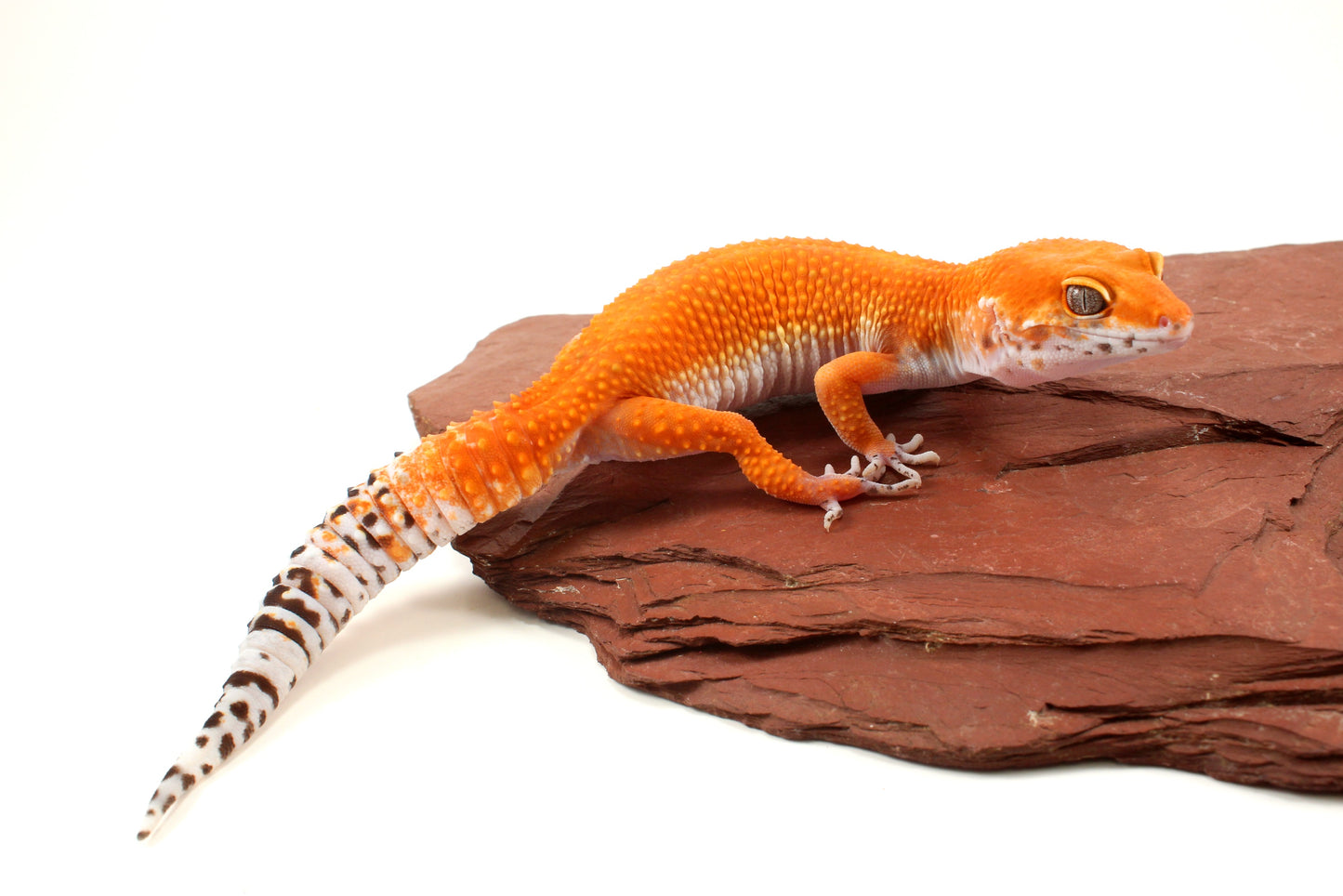 Blood Tangerine Leopard Gecko