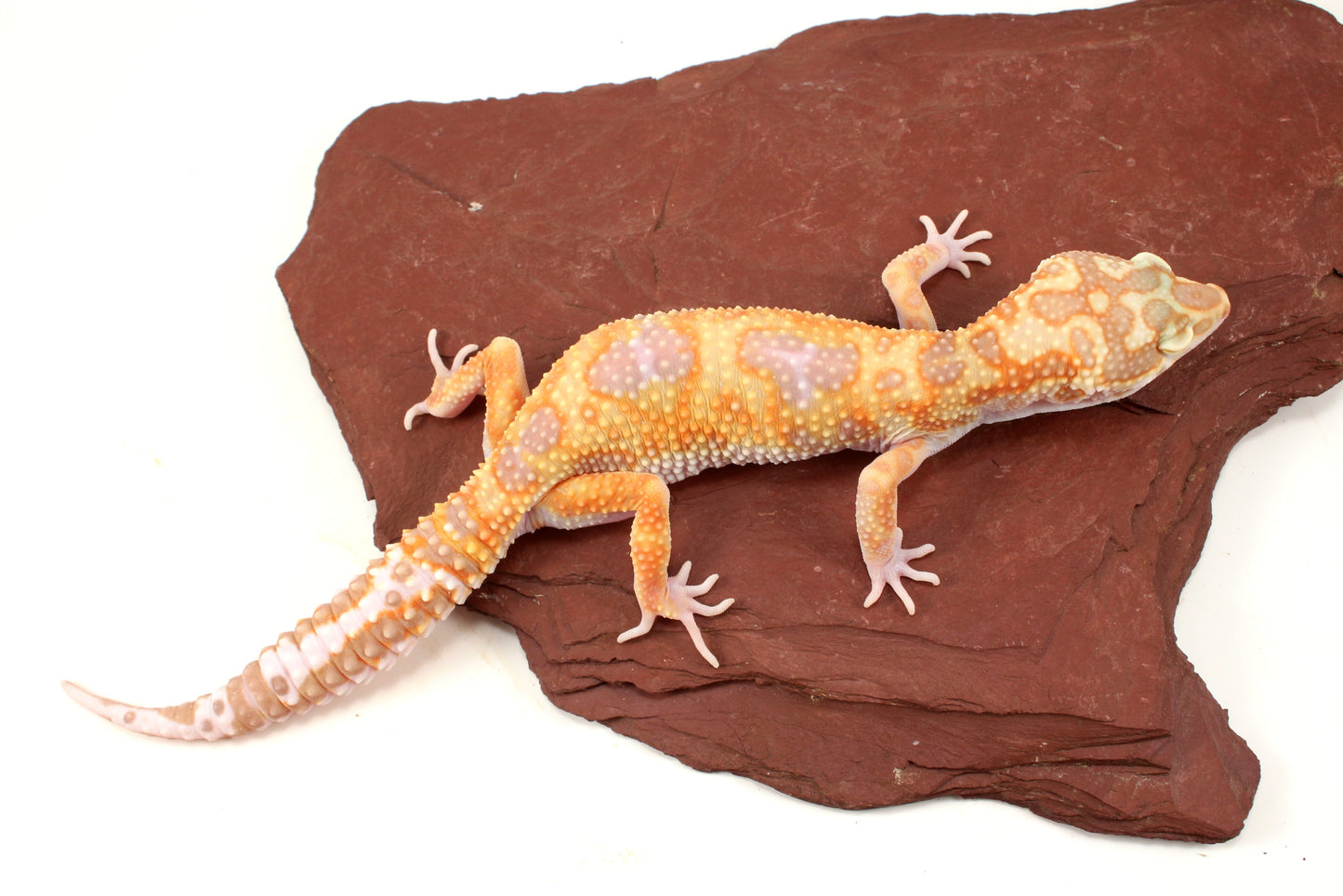 White and Yellow Tremper Jungle Leopard Gecko