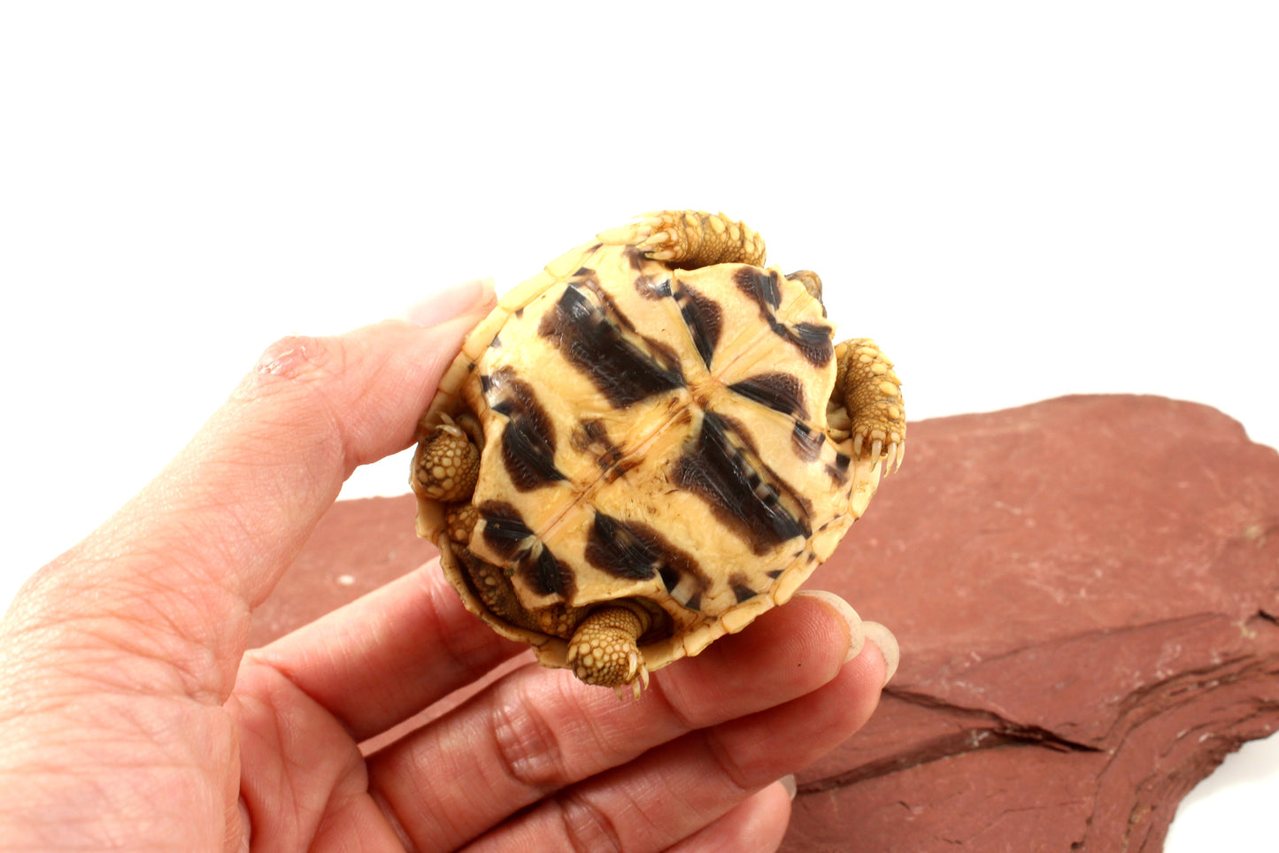 Indian Star Tortoise