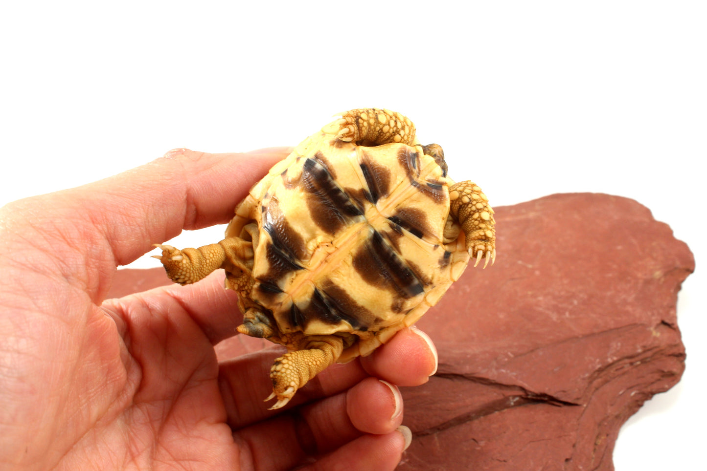 Indian Star Tortoise