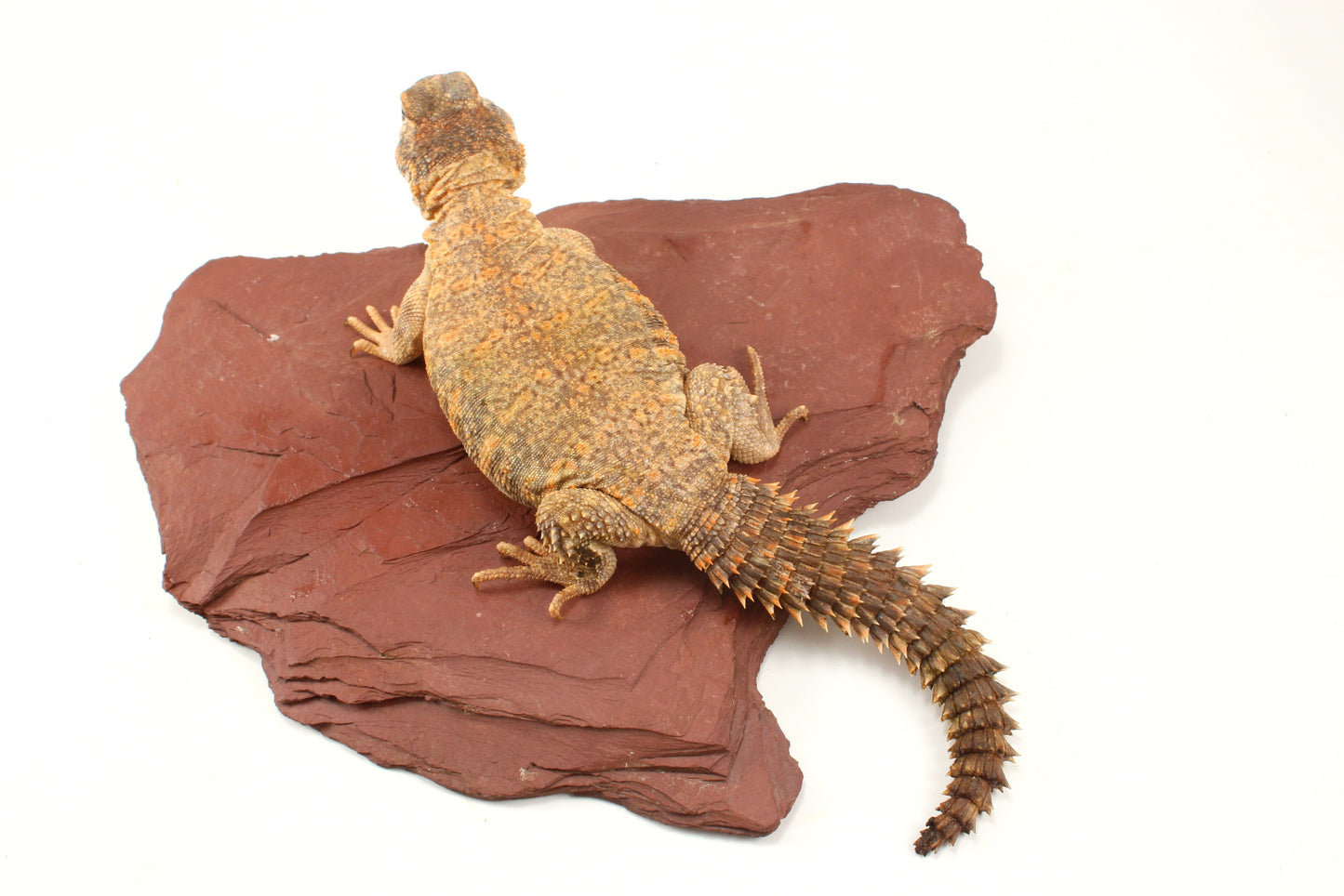 Nigerian Uromastyx - Hypo Orange