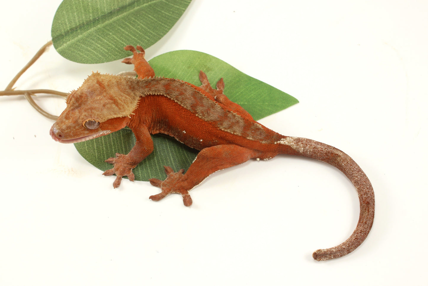 Red Phantom Dalmatian Crested Gecko