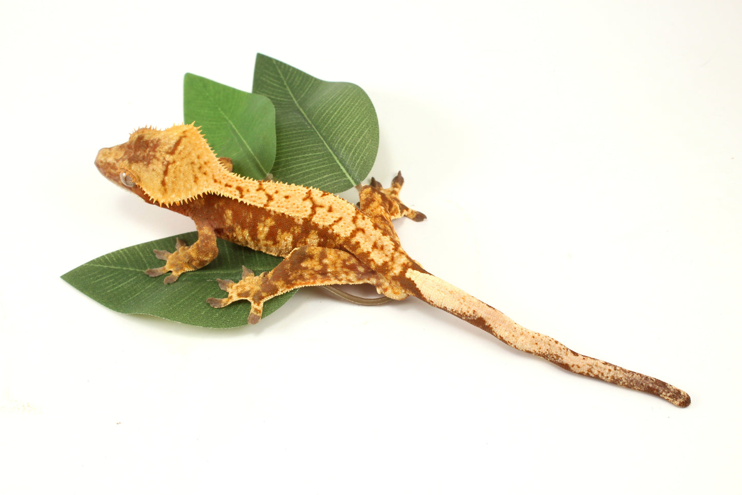 Red Extreme Harlequin Crested Gecko