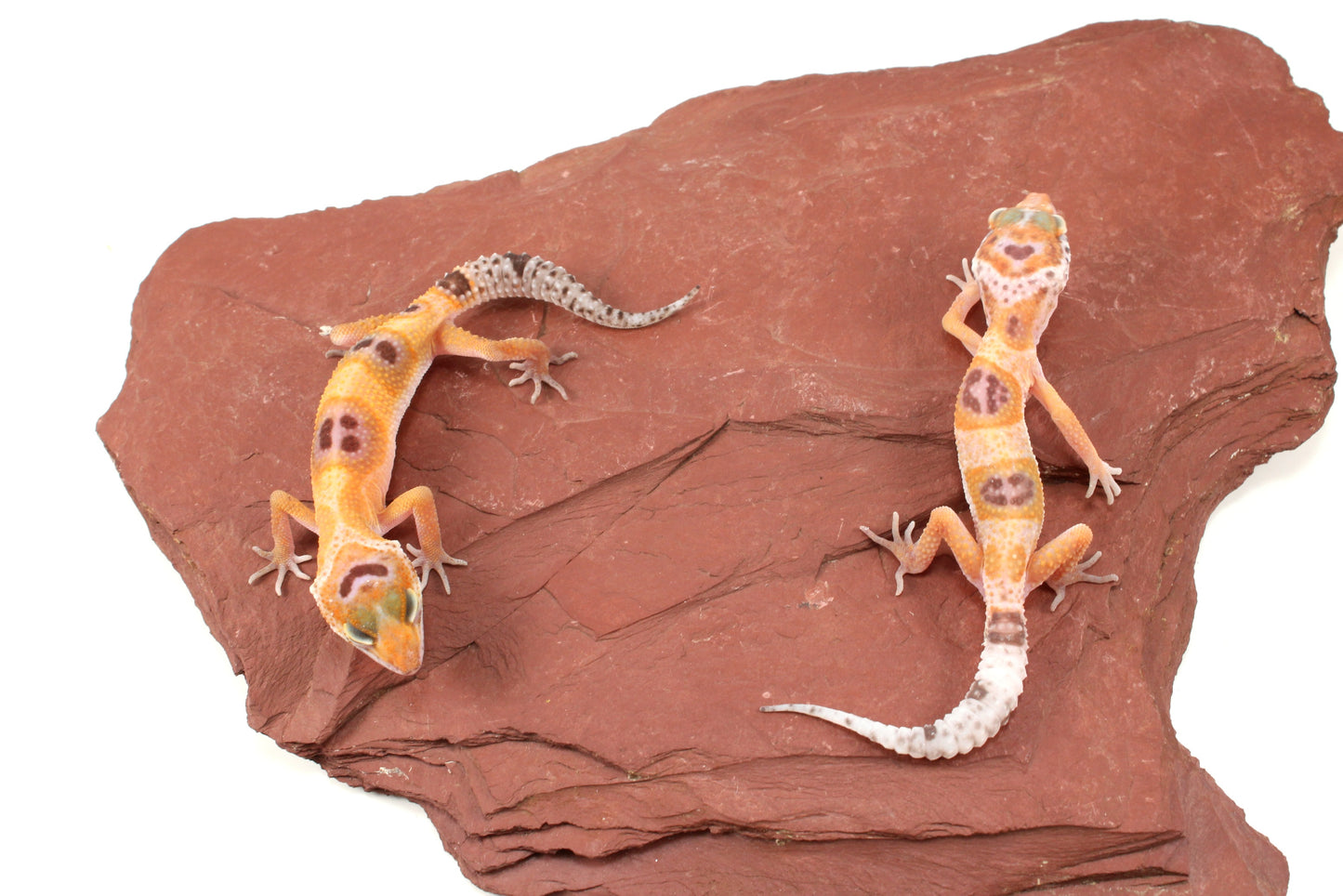 Albino Clown Leopard Gecko