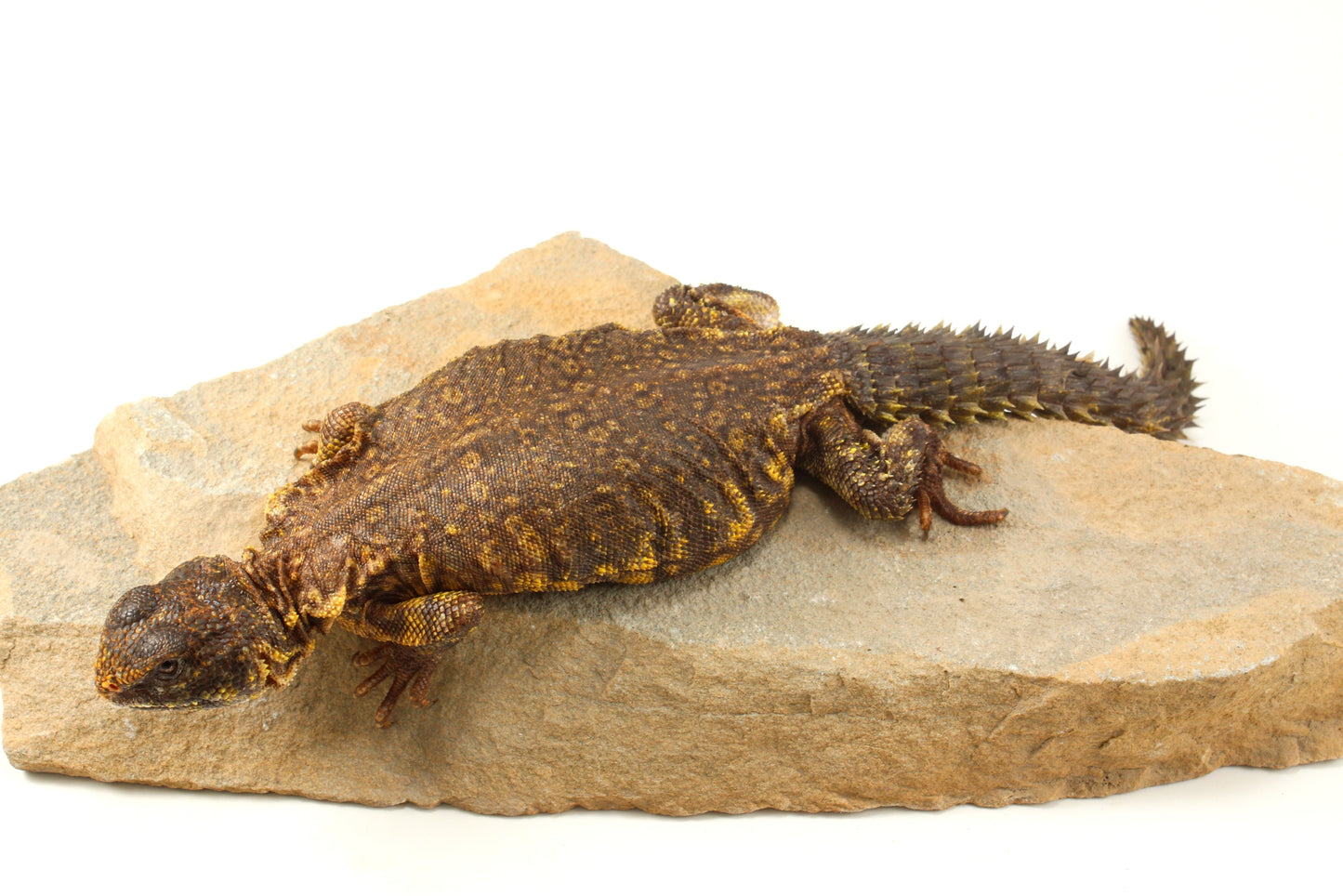 Nigerian Uromastyx - Yellow