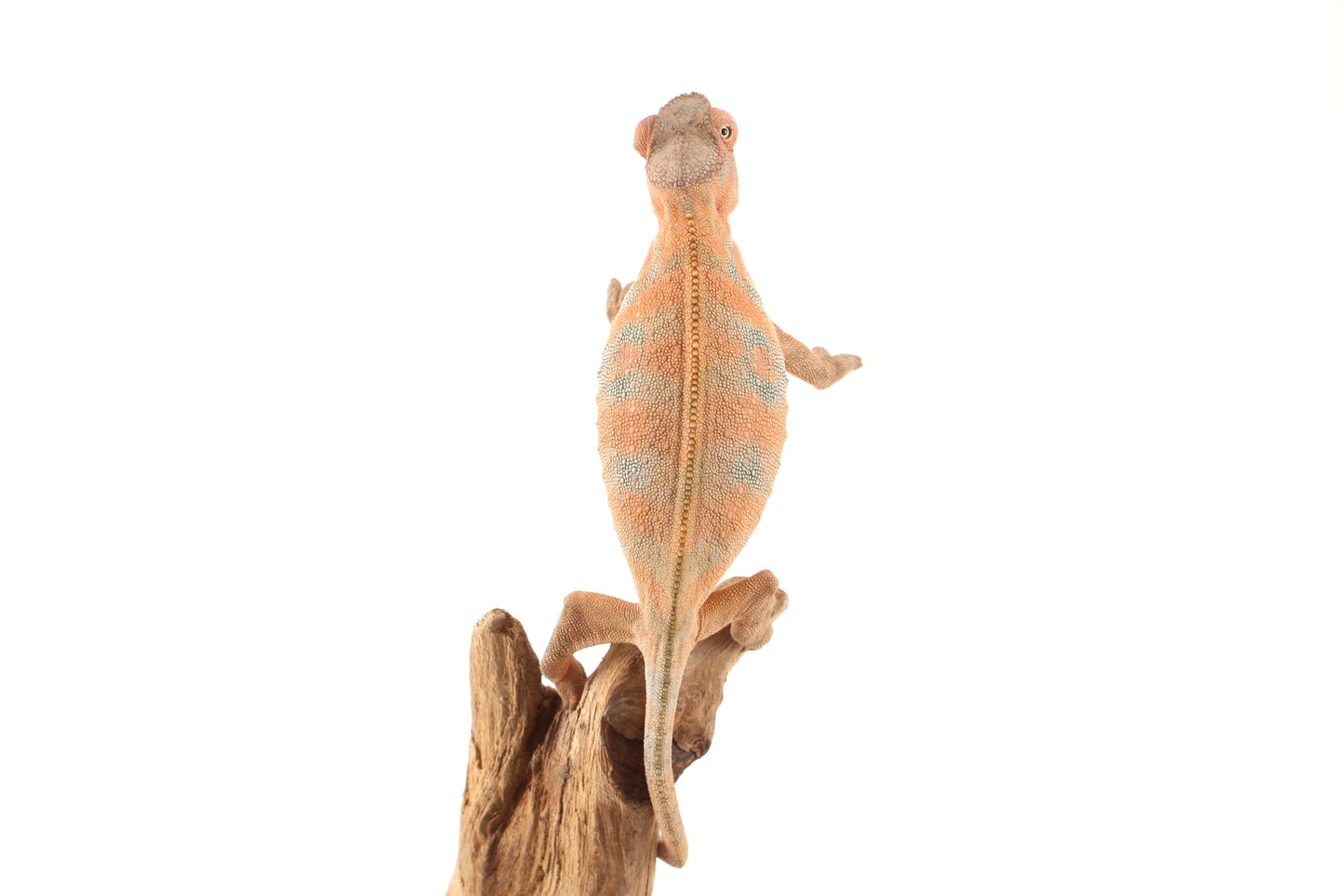 Nosy Be Panther Chameleon
