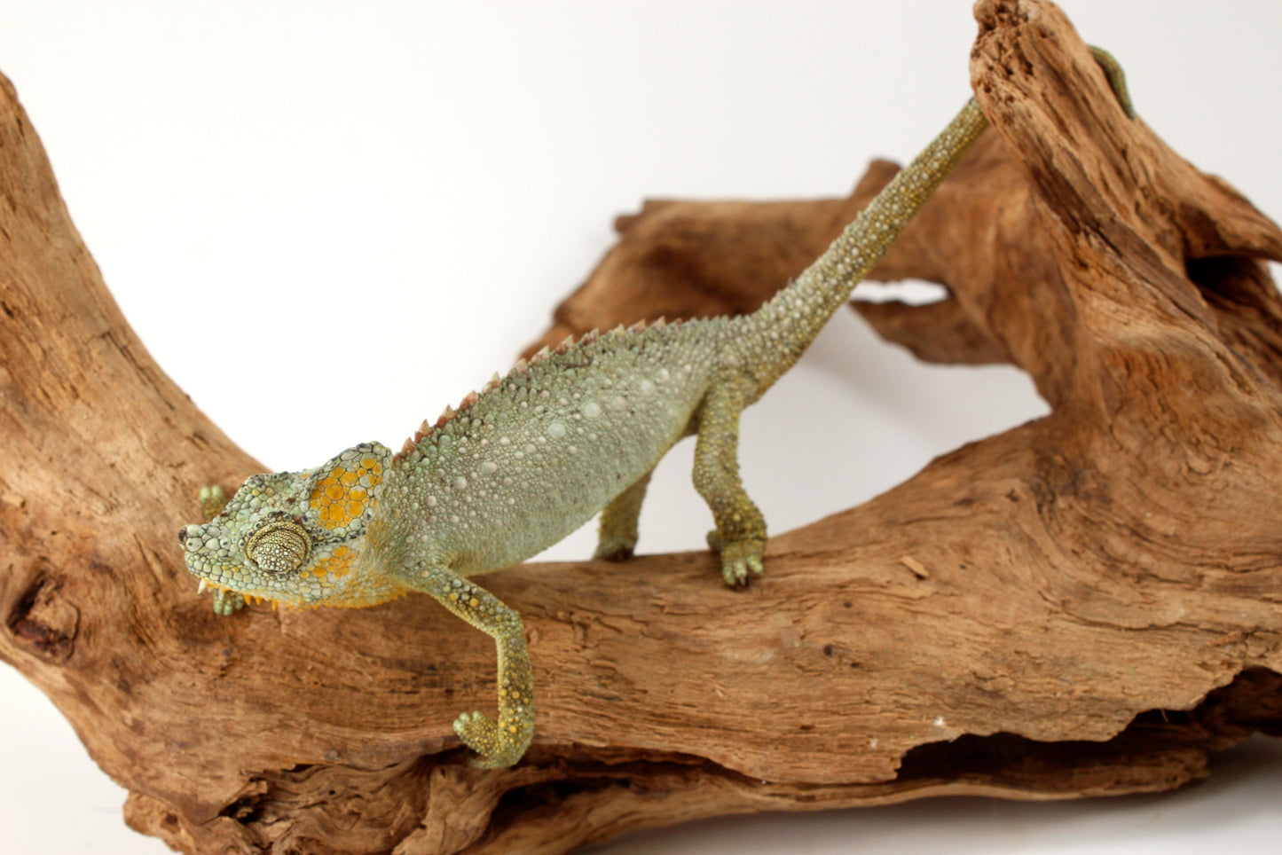 Helmeted Chameleon