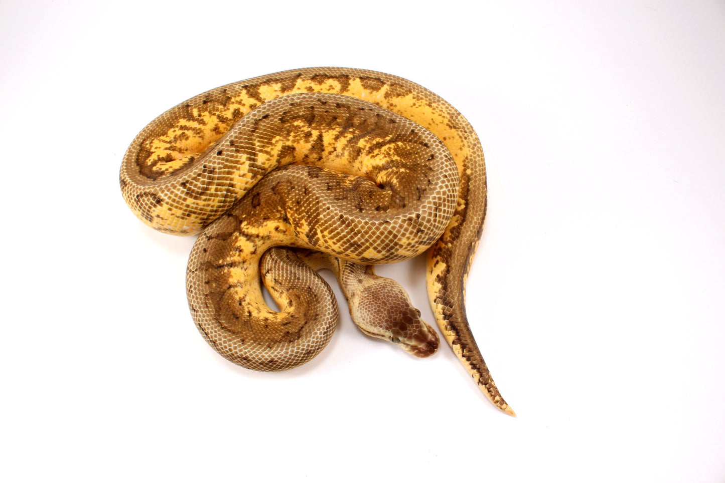Lemonblast Calico Asphalt/Yellow Belly h. Hypo Ball Python