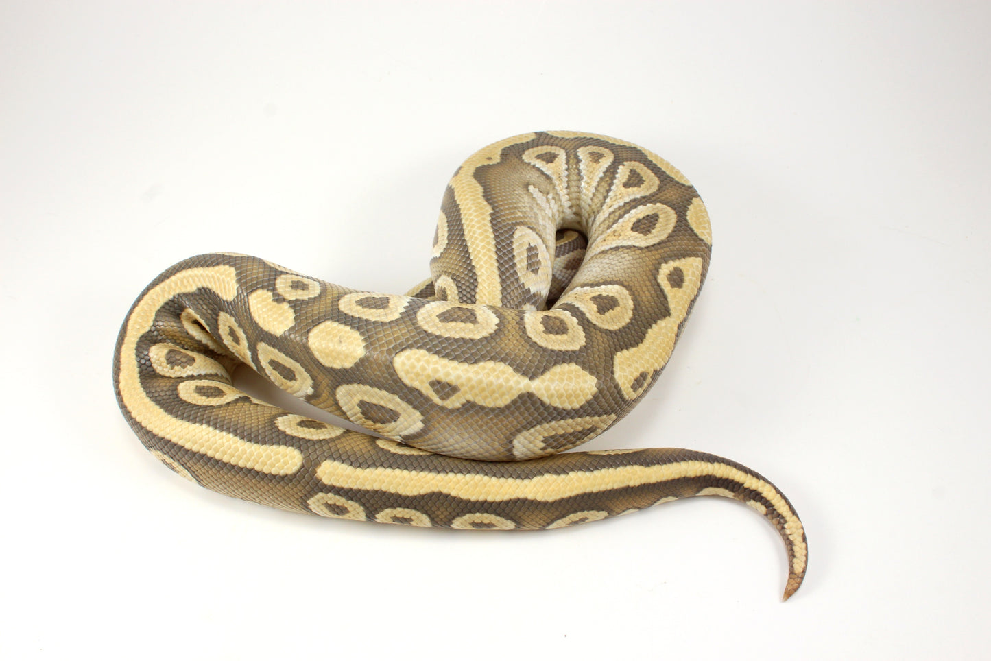 Mojave Hypo h. Clown Ball Python